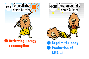 daytime sympathetic nerves are active, activating energy consumption. Nighttime parasympathetic nerves are active, fixing and repairing the body and generating BMAL-1