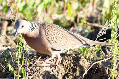 "Spotted Dove - Streptopelia chinensi. Brown overall with a rosy breast and a unique white-spotted black nape patch. Found commonly in fields, parks and gardens. The one in the snap is in a filed snapped during the golden hour,"