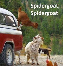 30 Funny animal captions - part 10, funny memes, funny animal memes, animal pictures with captions
