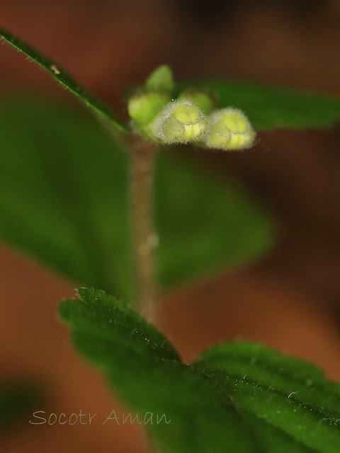 Scutellaria laeteviolacea