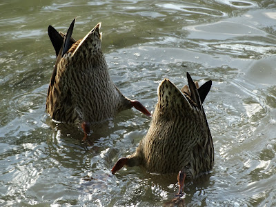 A pair of female mallard ducks diving for food, tails up in the air out of the water.