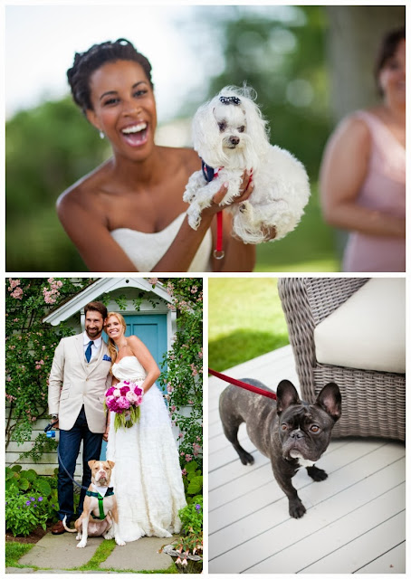 puppy at a wedding