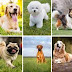 Which Breed of Dog is the Best? Learning the Perfect Canine Companion