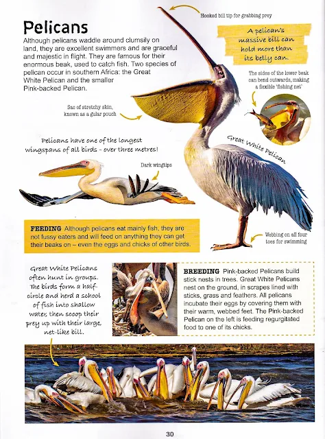 Vernon Chalmers 'Lazy Pelican' in Kids' Birds of Southern Africa - Book by Hélène Loon