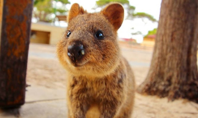 Quokka selfie