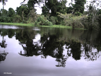 black water river, Amazon Basin