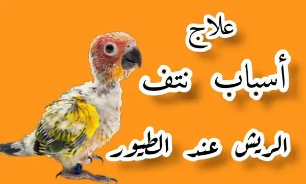 أسباب نتف الريش عند الطيور و علاجه