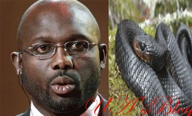 Breaking: Snakes chase Liberian President ‘George Weah’ away from his office