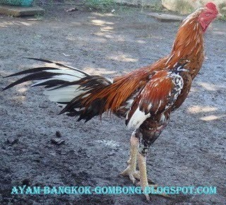 Ayam Bangkok Petarung