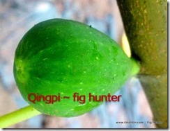 qingpi1