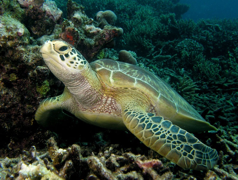 Green Turtle