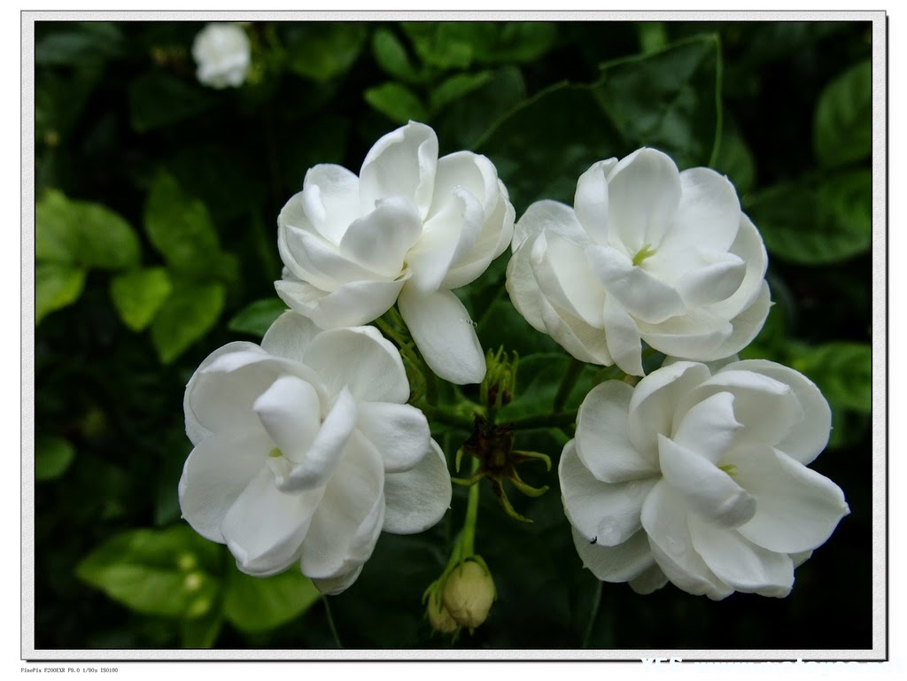 Manfaat Bunga Melati Putih untuk Kesehatan Cara Tono Tono Blogger