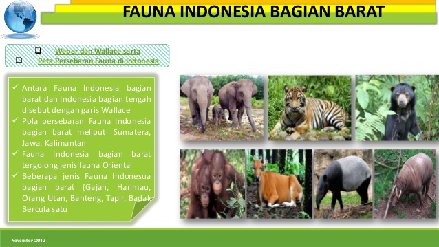  Persebaran  fauna  di indonesia bagian barat tengah dan timur