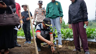 Untuk Peningkatan Kesejahteraan, Lereng Singgalang Ditanami Jeruk Lemon 