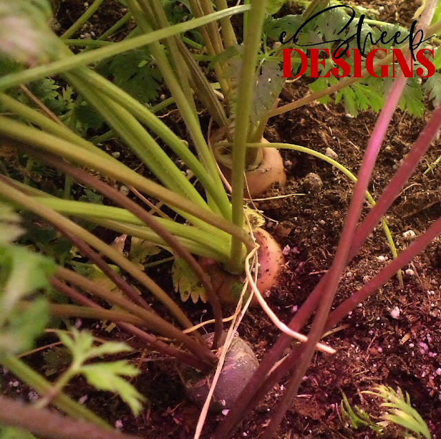 indoor garden carrots