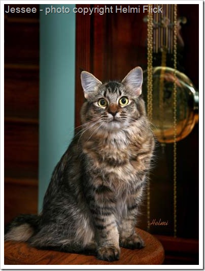 American Bobtail