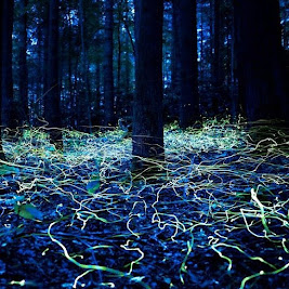 These trails of blue light in a dark forest are blue ghost fireflies.