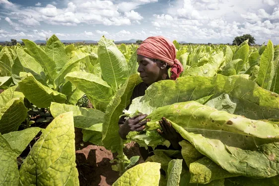 Malawi, Lazarus Chakwera tabacco