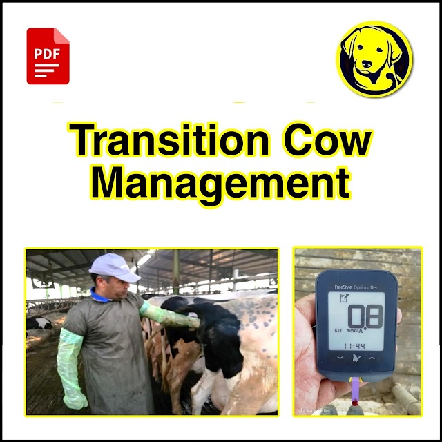 Free Download Transition Cow Management Full Pdf