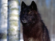 . to some mutation that transpired via wolfdog hybridization. (black wolf)