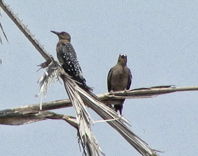 Grey breasted Woodpecker