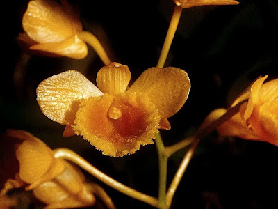 Grow and care Dendrobium chrysanthum orchid - Golden yellow flowered