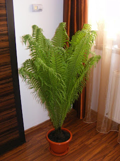 flori, floare, flori de apartament, feriga, feriga de apartament, feriga de camera, planta feriga, plante, planta, floare de apartament, nephrolepis, plante decorative, planta decorativa, flori decorative, floare decorativa, ingrijirea si inmultirea plantelor si florilor de apartamrnt, 