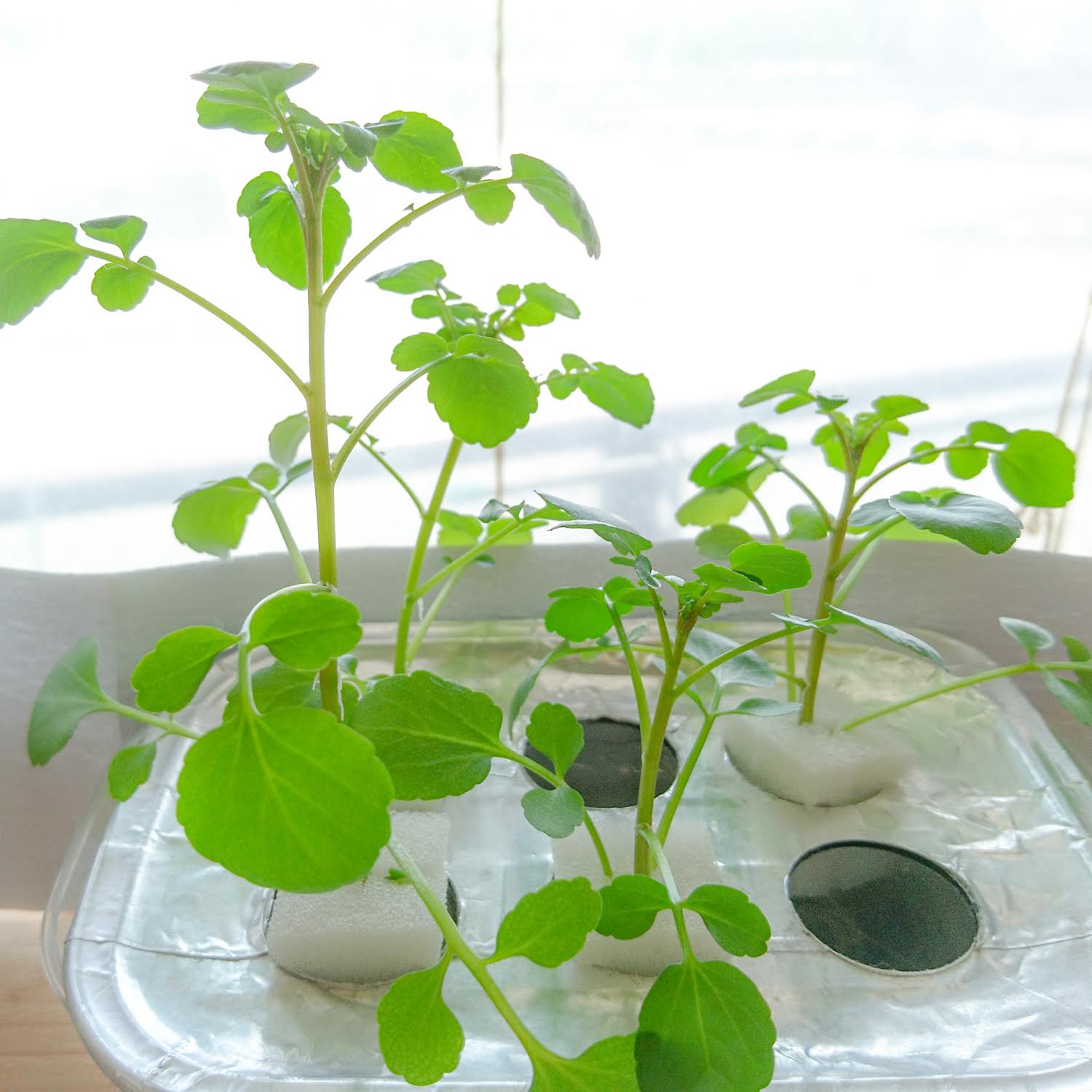 クレソン水耕栽培 挿し木で倍増 挿し木4日目 窓際菜園 リビングで野菜を水耕栽培