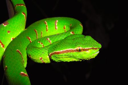 Boehmoeh: Wagler's pit viper