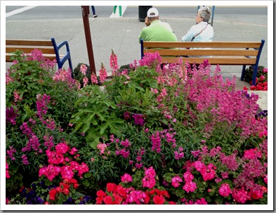 visitor's information cabin garden, including pelargoniums, salvia, begonias, snapdragons, and two tired tourists