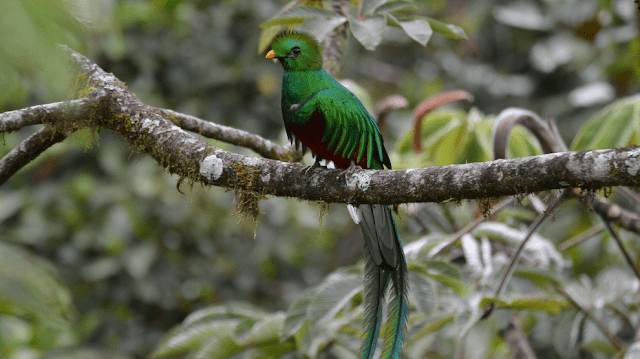 Quetzal