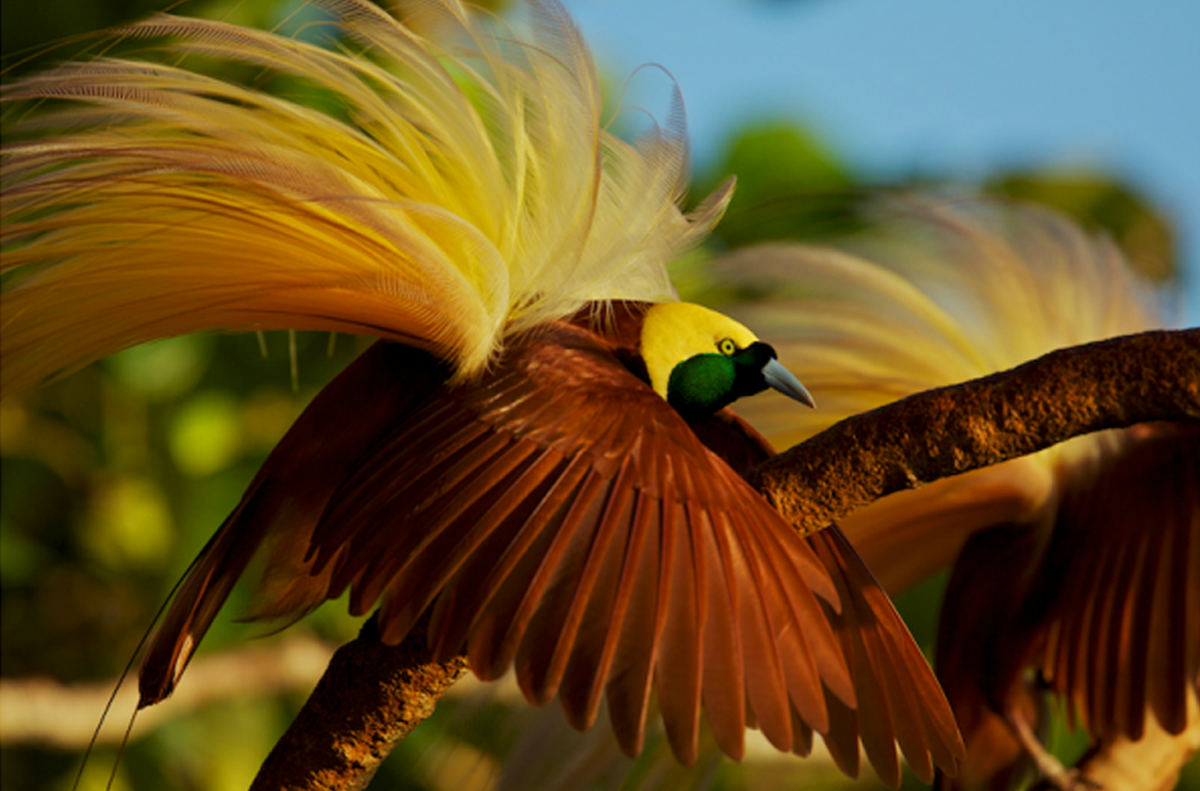 Burung Cendrawasih