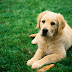 Dogs wallpapers, dog wallpaper