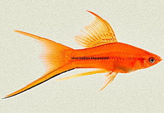 Ikan Hias Swordtail