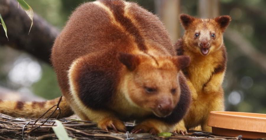  Kanguru  Pohon  Wondiwoi  Satwa Endemik Papua yang Diintai 