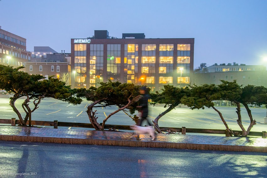 Portland, Maine USA April 2017 photo by Corey Templeton of tree shrubs greenery on Center Street at night.