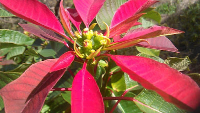 flor de pascua