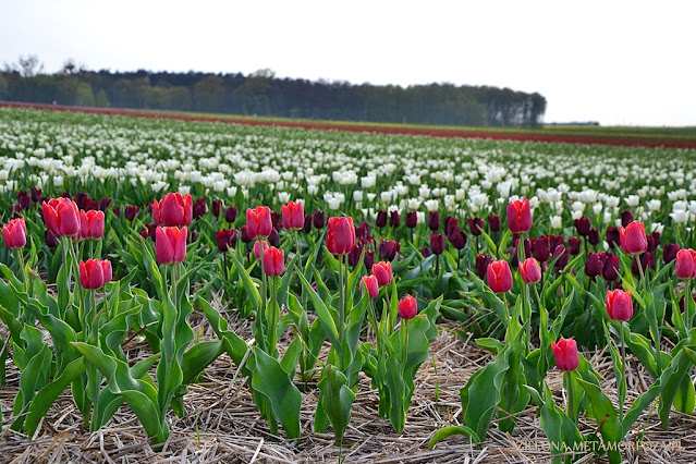 pola tulipanowe chrzypsko