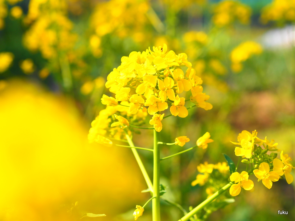 ６０過ぎの日々 家庭菜園畑の作業記録 家庭菜園畑 かぶ の花