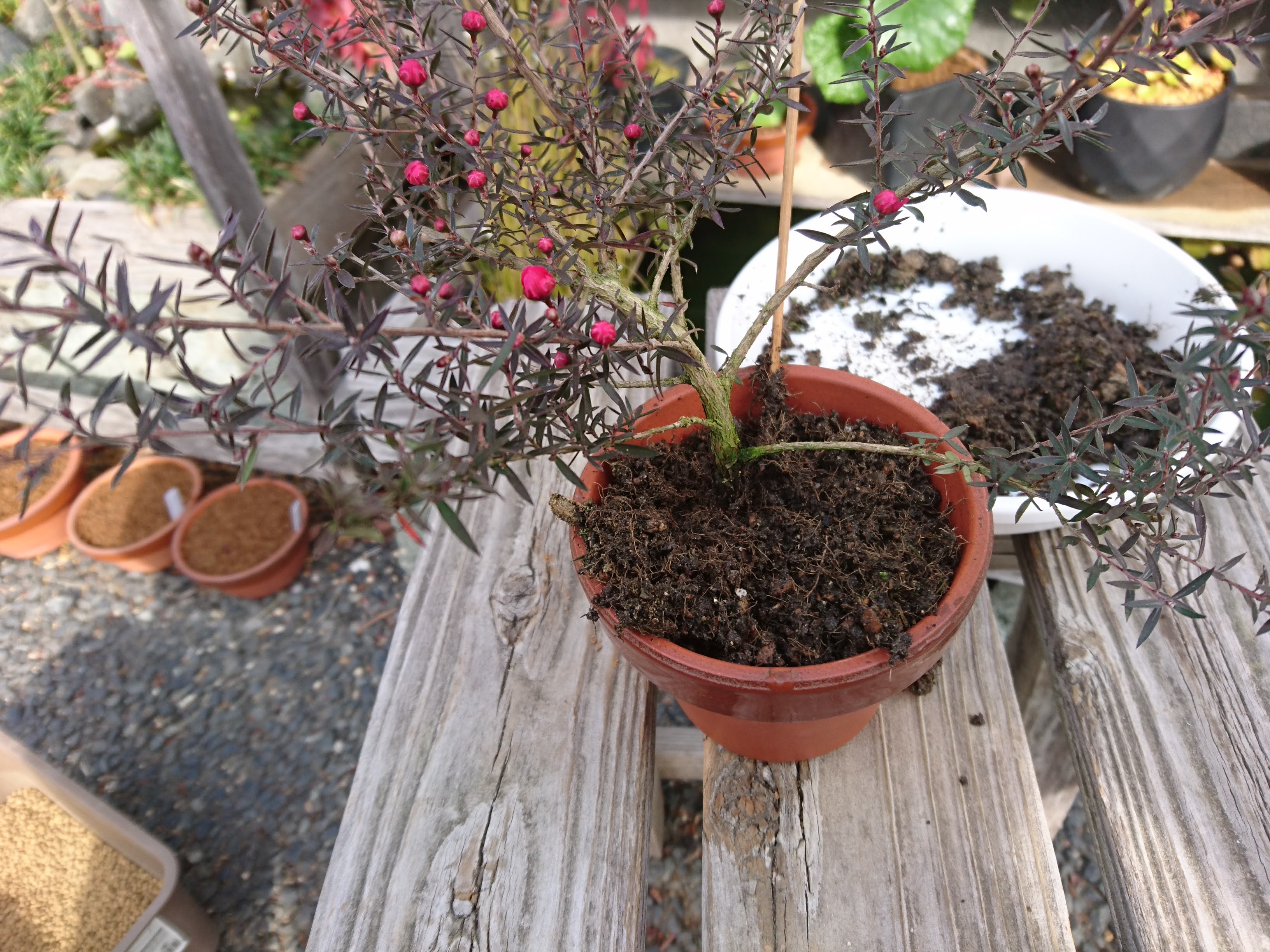 ギョリュウバイの育て方 ミニ盆栽風の小さな鉢植えで たくさんの花を楽しむ メダカの大工