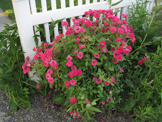 Rose-bush with deep pink flowers.