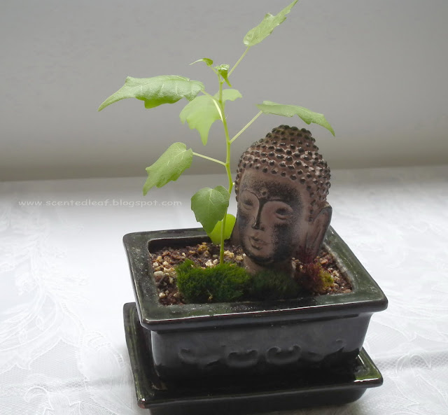 Buddha head under Ficus Religiosa seedling
