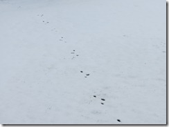 tracks