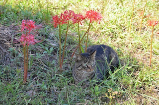 江ノ島の猫