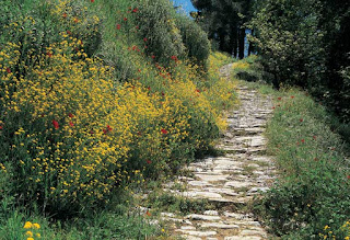 greek herbs wild medicinal herbs