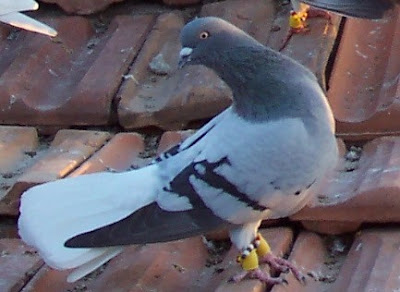 Syrian Fantail