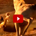 Real Animal Fighting, buffaloes vs lions, Lion attack wildebeest, Crocodiles vs Lions