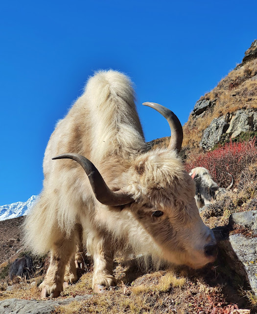 Trekking Everest Pangboche Dingboche