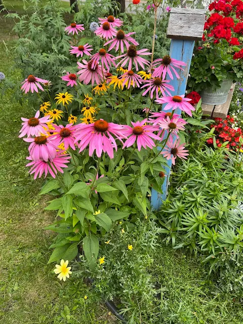 Photo of purple coneflowers and black eyed Susans.
