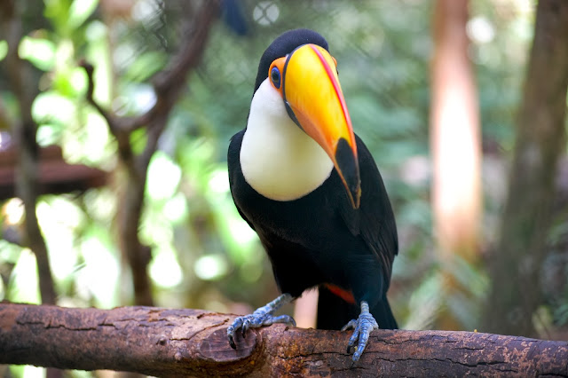 Güira Oga; Puerto Iguazú, Argentina